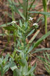 Salt heliotrope